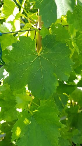 Vitis vinifera 'Perlette' / Vigne 'Perlette' (Sans pépins) / Conteneur de 1 à 1.9 litres