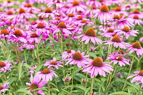 500+ Samen Purpur Igelkopf Echinacea Purpurea Sonnenhut Wildblume Heilpflanze