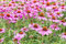 500+ Samen Purpur Igelkopf Echinacea Purpurea Sonnenhut Wildblume Heilpflanze