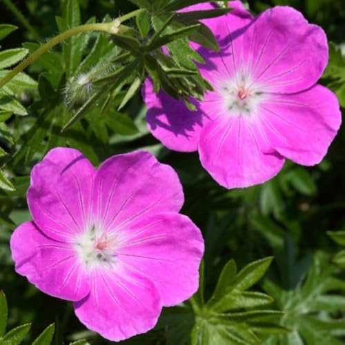 Geranium x oxonianum 'Rose Clair' - Hardy Perennial Ground Cover with Pink Blooms 1 Litre Pot x 1 by Thompson and Morgan