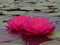 Ninfea 'Mayla' – Pianta Acquatica Viva a Radice Nuda Fiore Rosa Fucsia Intenso – Fioritura Estiva Prolungata – Per Laghetti e Stagni – Coltivata in Italia