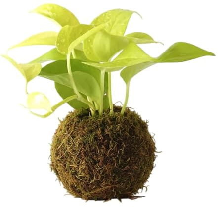 Poto Neón en Kokedama Natural – Planta Viva de Interior | DECOALIVE
