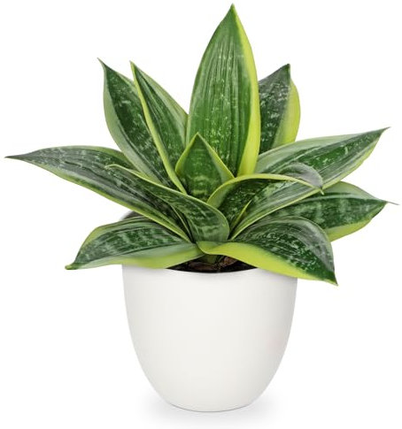 Hollyone Planta artificial de serpiente de interior, planta artificial Sansevieria pequeña, falsa planta decorativa para mesa, hogar, oficina, decoración, verde claro