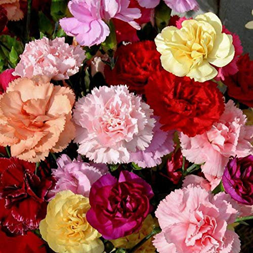 200 Carnation Dwarf Fragrance Mix Seeds (Mixed Colours) - Perennial Seeds