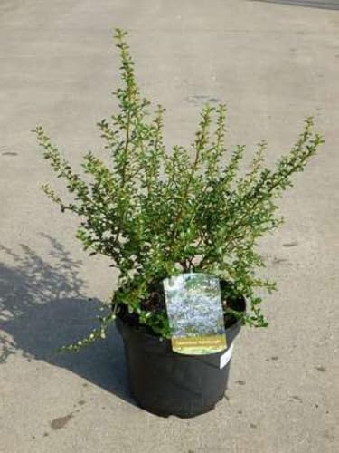 Ceanothus hybr. 'Edinburgh' - Céanothe, Lilas De Californie 'Edinburgh' 30-40 cm en pot