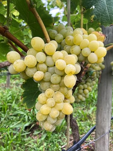 Tafeltraubenrebe 'Pölöskei Muskotaly' – Großfrüchtige Liebhabersorte aus Ungarn | Gelbe Beeren mit Muskataroma | Robust, frosthart & pilzresistent | 3-jährige getopfte Weinrebe