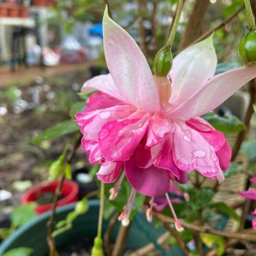 fuchsien, fuchsiensamen gartendeko für draußen, balkonpflanzen fuchsien winterharte garten blumenbeet exotische 300samen