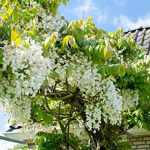 Bloomique - 2er-Set - Wisteria Floribunda Alba - Blauregen Kletterpflanze - Weiß - Kletterpflanzen - Gartenpflanzen - Winterhart - 50-70 cm Hoch - Topf 15 cm