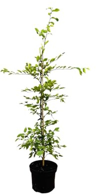 Carpinus betulus 80–100 cm – Winterhart, Mehrjährig, Pflegeleicht – Hainbuche – Heckenpflanze für Garten & Sichtschutz