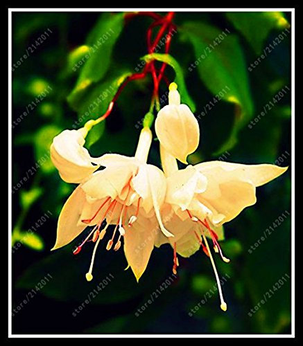 100 pcs/bag Fuchsia Seeds, Fuchsia Flower, Bonsai Flower Seeds Fixing Potted Plant Lantern Begonia Seeds for Home Garden 16: Only Seeds