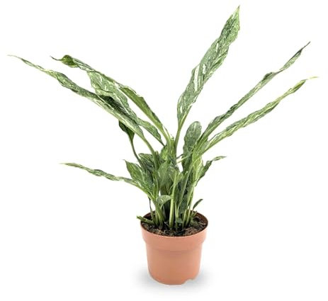 Spathiphyllum Jet Diamond - Peace Lily 40cm (12cm Nursery Pot)