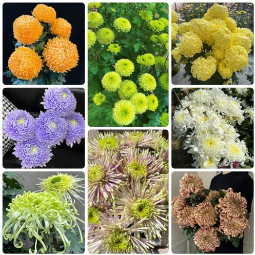 Semi di crisantemo, vecchie varietà decorativi per luoghi soleggiati d'appartamento semi di come per gli ospiti 150pcs