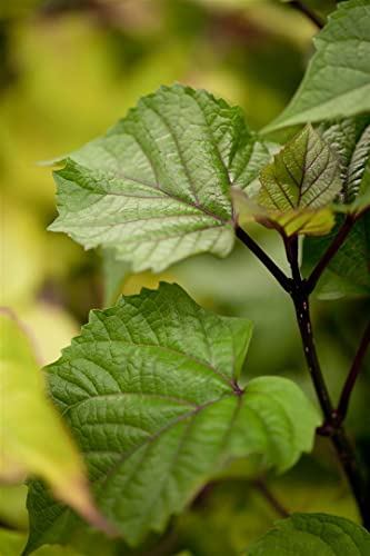 Heptacodium miconioides 100–125 cm – Winterhart, Mehrjährig, Pflegeleicht – Sieben-Söhne-des-Himmels-Strauch – Zierstrauch für Garten & Beet