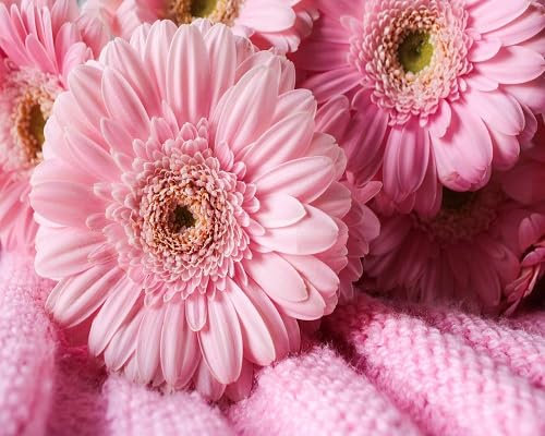 90 graines de fleurs de gerbera roses