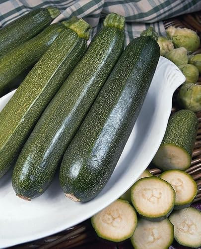 Buy4seeds Vegetable Courgette Green Bush 75 Seeds Zucchini Marrow Easy for Grow Garden