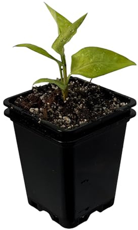 Monstera spruceana – seltene Zimmerpflanze | Kletterpflanze für Moosstab, Rankstab & Indoor Jungle | exklusive Sammler-Pflanze für Wohnräume