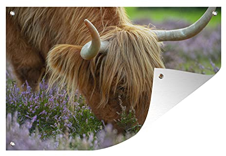 MuchoWow Outdoor-Poster Poster Wanddeko draußen Deko Garten Gartenposter 60x40 cm Schottischer Hochländer - Hörner - Heidekraut