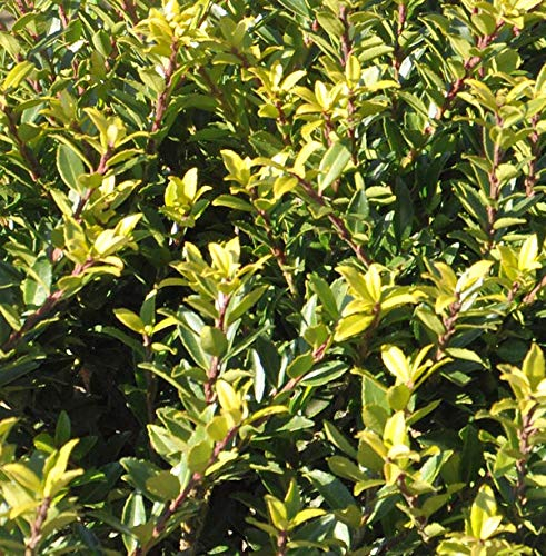 Hochstamm Japanische Stechpalme Ilex Twiggy 80-100cm - Ilex crenata Twiggy - lebende Gartenpflanze aus den Baumschulen