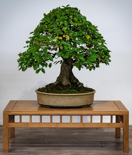 Koreanische Hainbuche - bestens für Bonsai geeignet - 10+ Frische Samen