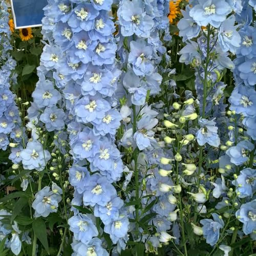 Semi di speronella - balcone esotiche, resistenti perenni giardino esotiche 850pcs