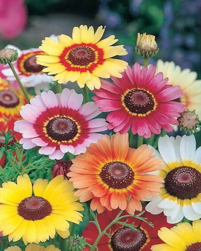 Buy4seeds 400 Seeds Chrysanthemum Carinatum Painted Daisy Seeds Easy to Grow