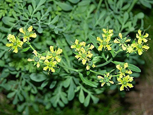 Semi di erbe organici RueRuta Dushistaya (Ruta graveolens) Da Ukraine 50 Semi