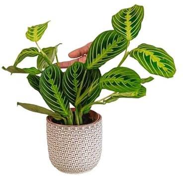 La Green Touch - Maranta Lemon Lime - Pianta da interno - Vaso 12 cm, altezza 30 cm