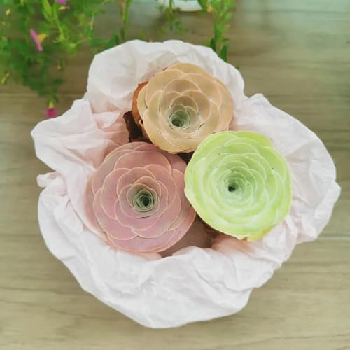 mountain rose, grünpflanzen kräuterpflanzen wohnzimmer deko balkongewächshäuser büropflanzen pflanzensamen geschenke für gartenliebhaber exotische 400samen