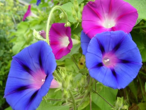 300 Semi di Ipomea Campanella Mix, Fiori Rampicanti per Pergole e Gazebo, Colori Misti