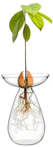 Jarrón de Vidrio Transparente para sembrar aguacates, Maceta hidropónica para Cultivo de Plantas, Kit para Cultivar árboles pequeños, decoración de Interiores, hogar y Oficina. Macetas transparen