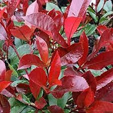 Genipap 50pcs Red Photinia Robin Heather Tree