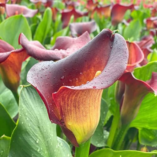 Calla Lily Bulbs-Calla Lily Plant Calla Lily Bulbs for Planting Now UK,Garden Flowers,Plant Bulbs,Hardy Perennial,Wedding Flowers-10bulbs-d