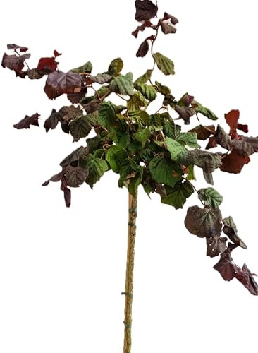 Korkenzieherhasel Corylus avellana  Red Majestic Hochstamm 125-150 cm Höhe Winterhart Freilandaufzucht