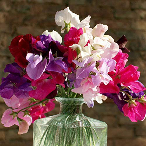 Suttons Sweet Pea Seeds - Supersonic, Sweet Pea Seeds, Sweet Pea Flower Seeds, Lathyrus odoratus, Flower Seeds, Packet Content 20 Seeds, Grow You own, Ideal for beds and Borders, Raised beds, Scented