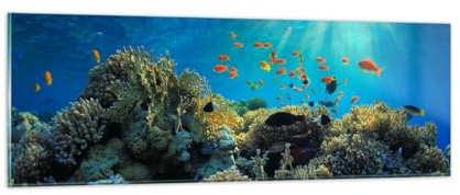 ARTTOR Bilder auf Glas 90x30cm Wandbild Glasdruck Maritim Natur - 5198 | Koralle Riff Ozean Panorama Klein Modern Dekoration Wohnzimmer Schlafzimmer Küche Wanddeko Kunstdruck Art Wall Decor ARTTOR