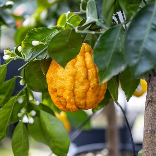 Vivai le Georgiche - Pianta vera di Arancio Corrugato Citrus x aurantium 'Corrugato' Arancio rugoso - vaso Ø 20 cm
