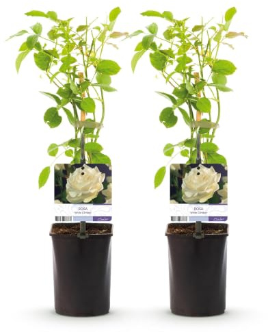 GreenboutiQ - Kletterrose - Rosa White Climber - Blüte Weiß - Wenig Pflege - 2 Pflanzen - Topf 11cm Höhe 40cm
