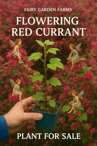 2-Pack Live Flowering Currant Bush Plant Gorgeous Pink neon red Flowers, in deep Green Pot, Well Rooted Additional Items are Half Price Shipping