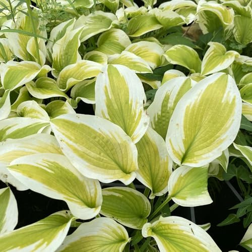 semi di hosta, vecchie varietà Hosta plantaginea, decorazione da giardino per esterni semi di selvatici regali per gli amanti del giardino 100pcs