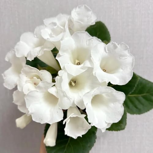 gloxinie blumenbeet bodendecker winterhart mehrjährig Sinningia speciosa gartendeko für draußen balkonpflanzen winterharte kübelpflanzen ausgefallene geschenke herbst deko 60samen
