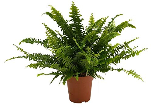 Helecho Espada Planta Nephrolepis Exaltata Maceta 12cm de Interior y Exterior
