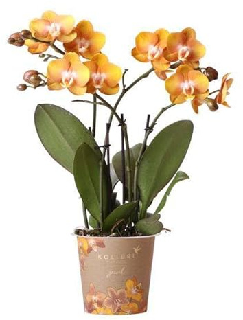 Phalaenopsis Orchidee Jewel Las Vegas – Orange-Gold – Ø12cm – Mehrblütige Topfpflanze – Tropische Zimmerpflanze mit 3/4 Blütenzweigen – Pflegeleicht & langlebig