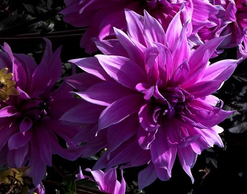 Dahlienknolle : Dahlia - Riesenschmuckdahlie  Lavender Ruffles  1 Knolle/Rhizom