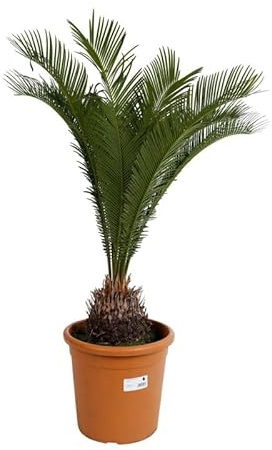Cycas Cycas Revoluta 50/60 cm Pot 9l - Plante En Pot - Hauteur 50/60 Cm - Exposition Soleil ou Mi-ombre Sol