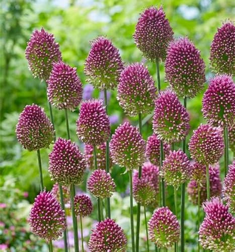 Strukturbildende-verträgliche,insektenfreundliche, kugelrunde, langlebige Zierlauchzwiebeln (Allium) Rhizom-6 Rhizom-A