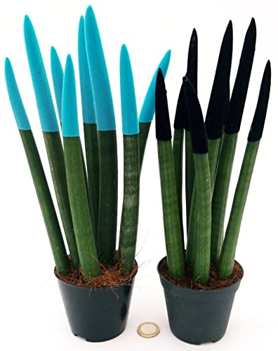 POWERS TO FLOWERS - SANSEVERIA CILINDRICA COLOR LIFE NERO e AZZURRO, Altezza 25/30cm, piante vere