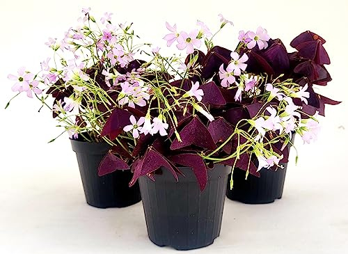 POWERS TO FLOWERS - TRIFOGLIO OXALIS TRIANGULARIS VIOLA, VASO 12CM DIAMETRO, 3 PIANTE, piante vere