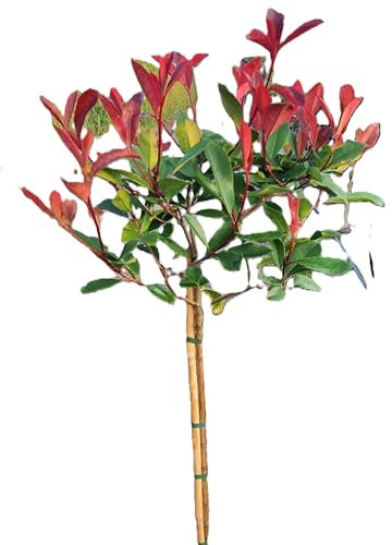 Photinia xfraseri red Robin Glanzmispel Hochstamm 80-100 cm