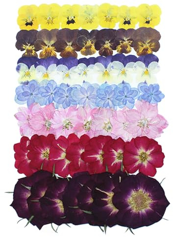 Juego de 49 flores secas prensadas para manualidades, resina, bricolaje, pensado en seco natural, rosa, hortensia, joyas epoxi, auténticas flores, plantas, decoración, pasteles, fundas para teléfono