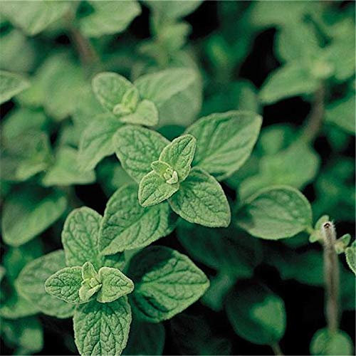 Aimado Seeds Garden-100 Pcs Marjolaine vivace BIO graines, une Plante Aromatique au Parfum Délicat,plante vivace idéales pour Jardin, Terrasse et Balcon